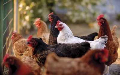 ÉLEVAGE DE POULES PONDEUSES